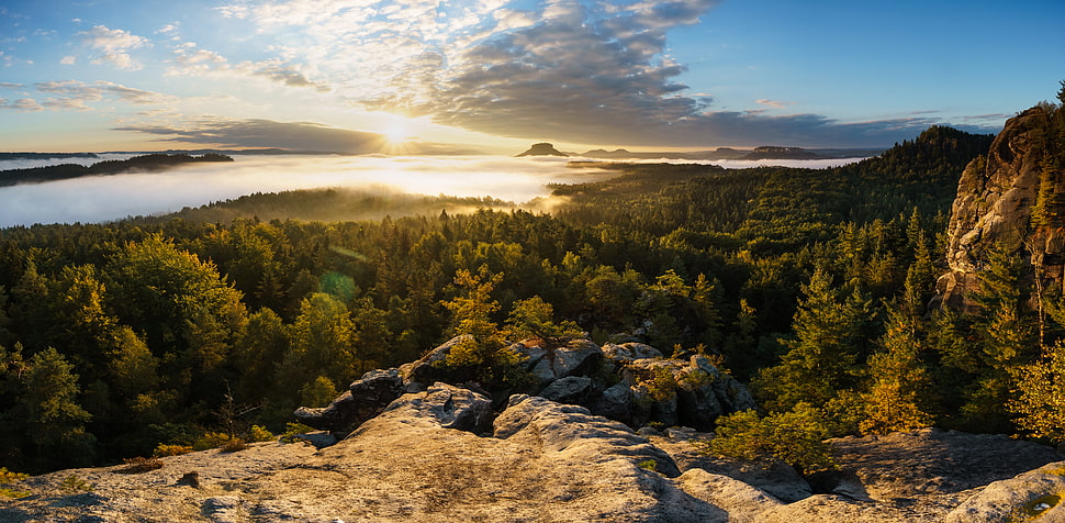 trees panorama photography HD wallpaper