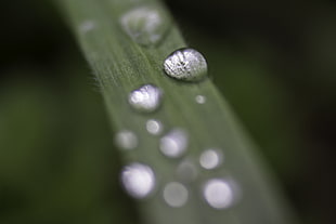 selective focus macro photography of water droplet on green leaf