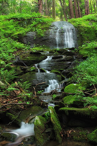 photograph of waterfalls surrounded by trees