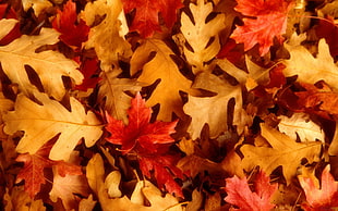 autumn leaves, nature, leaves, fall