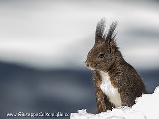 gray and white small animal on snow, red squirrel