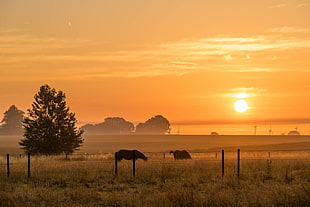 two horse in green grass field during sunset