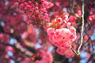 selective focus photography of carnation flowers