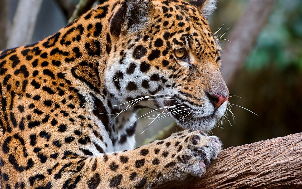 leopard on brown branch HD wallpaper