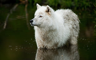 white and gray wolf on body of water