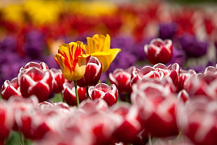 shallow focus photography of yellow and red flowers