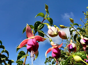 five pink flowers during daytime