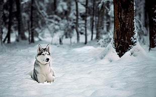 adult black and white Siberian husky sitting near tree during winter