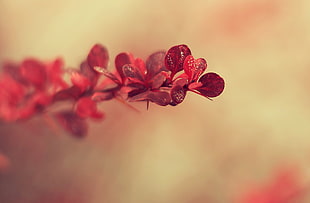 macro photography of red petaled flowers