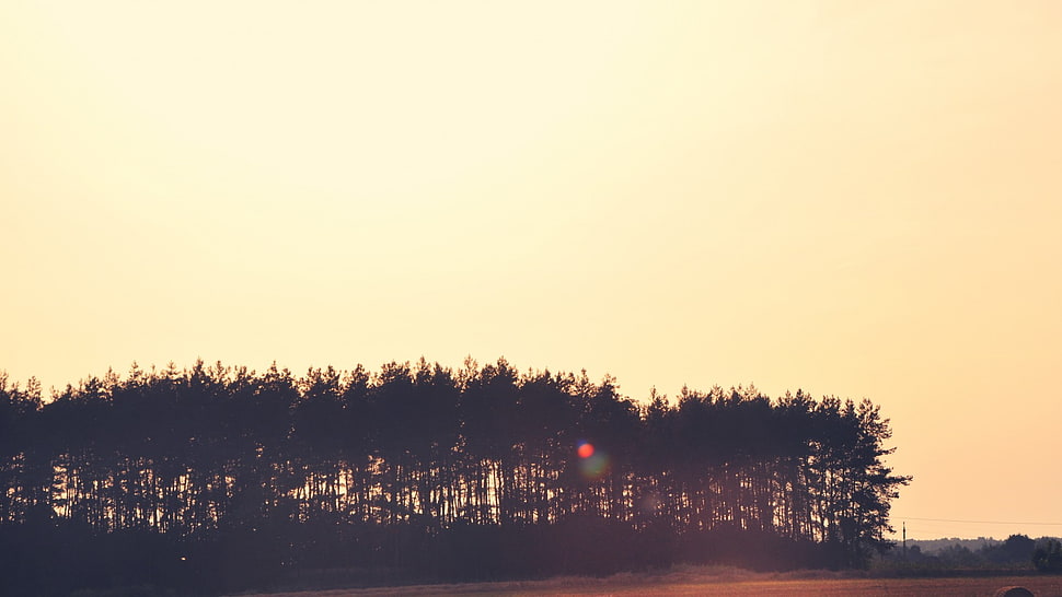 black trees, trees, landscape HD wallpaper