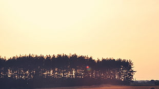 black trees, trees, landscape HD wallpaper