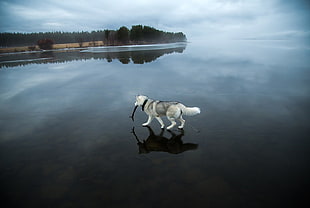 white wolf, animals, dog, Siberian Husky , lake