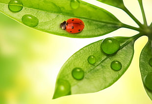 ladybug beetle on green leaf with dew closeup photography