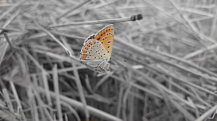 orange and brown butterfly, black, wheat, butterfly, selective coloring HD wallpaper