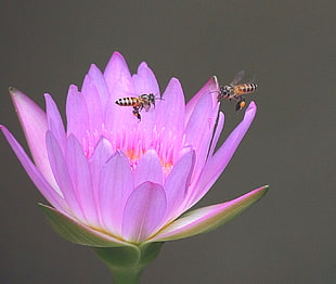 two honeybees flying near pink flower macro shot HD wallpaper
