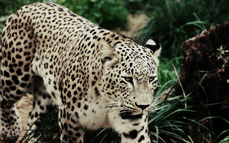 leopard on forest HD wallpaper