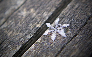 white snowflakes on brown wood photography
