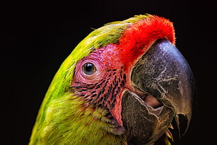 close photo of green parakeet