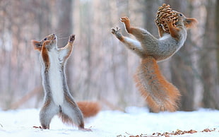 shallow focus photography of two brown squirrel during winter
