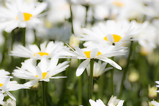 macro shot photography of daisy flowers