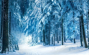 blue and white abstract painting, photography, trees, winter, forest