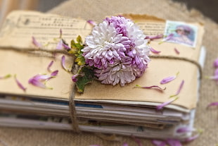 assorted window mail cards wrapped with pink and white chrysanthemums