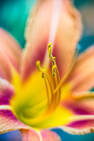 macro shot photography of brown, purple, and yellow flower with pollen grains HD wallpaper