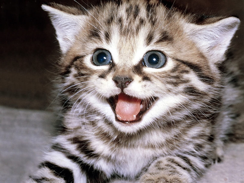 bengal kitten HD wallpaper