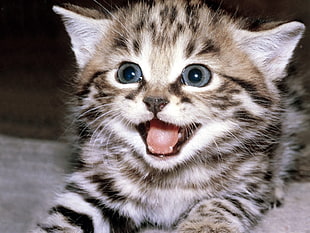 bengal kitten