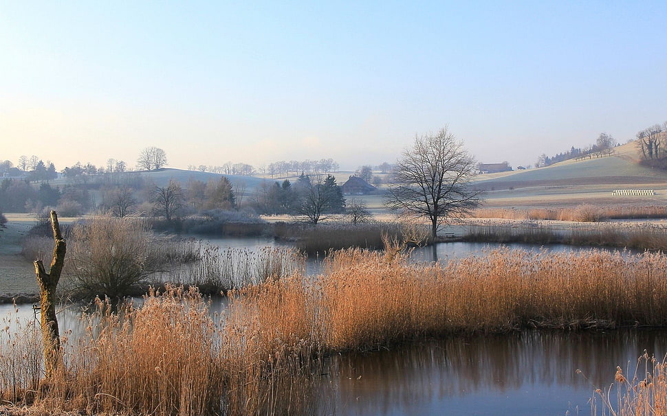 brown grass, landscape HD wallpaper