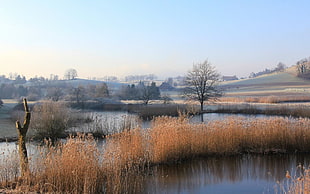 brown grass, landscape