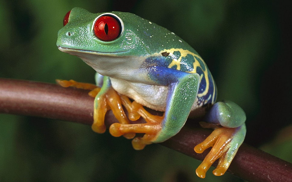 green and white red-eyed frog selective photography HD wallpaper