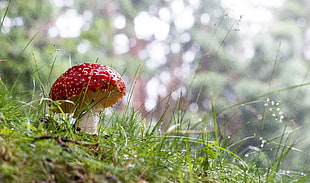 depth of field photography of red mushroom