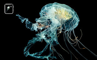 jelly fish, Apple Inc., Medusa, Apple Watch, jellyfish HD wallpaper