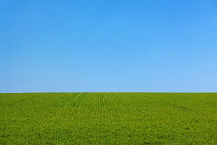 green grass field, blue, field, grass, green
