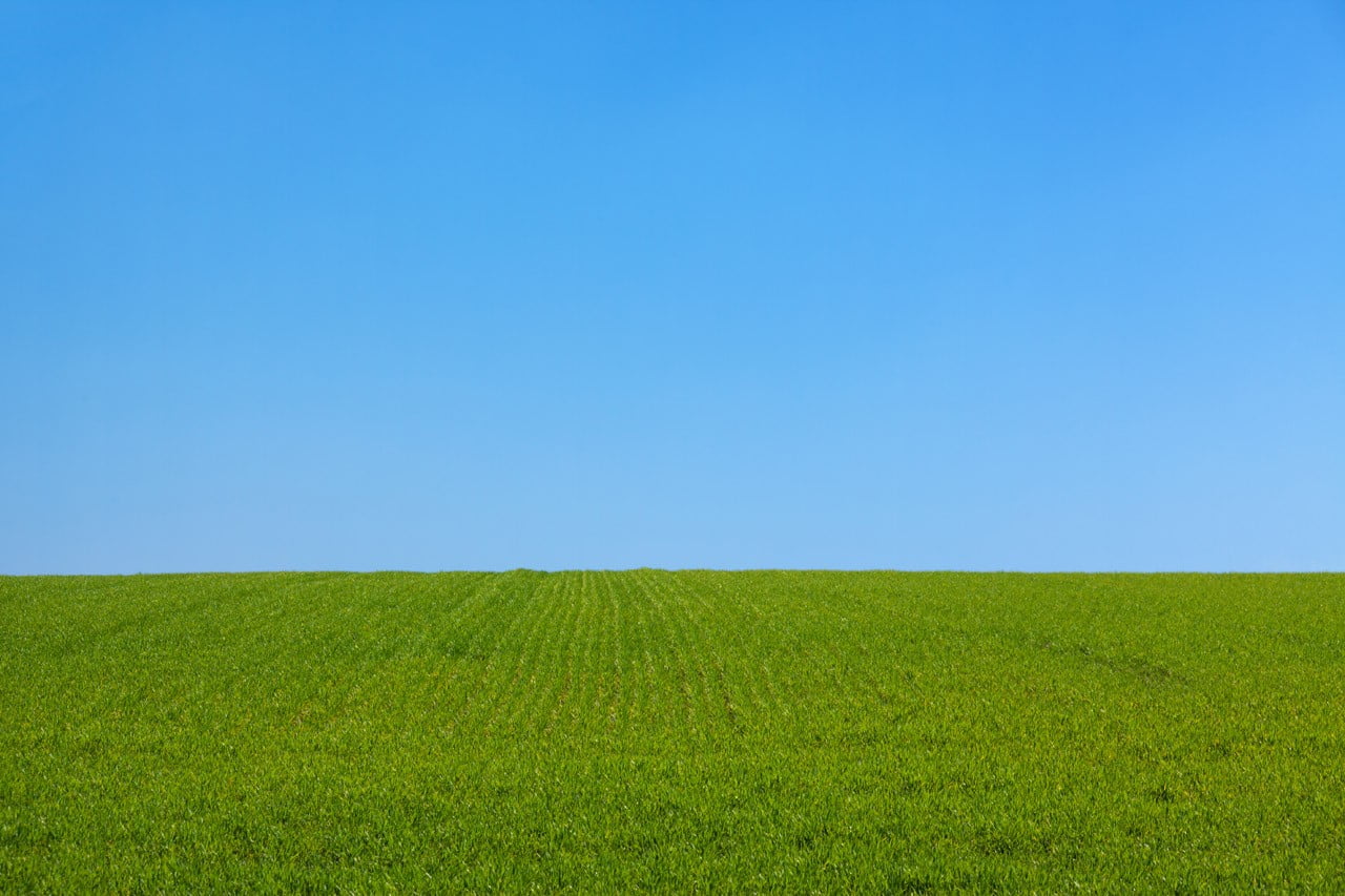 green grass field, blue, field, grass, green