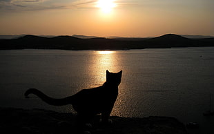 silhouette photo of cat near sea