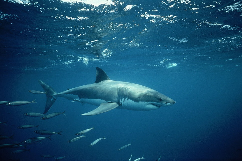 gray shark, shark, animals HD wallpaper
