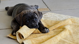 black puppy bite brown area rug