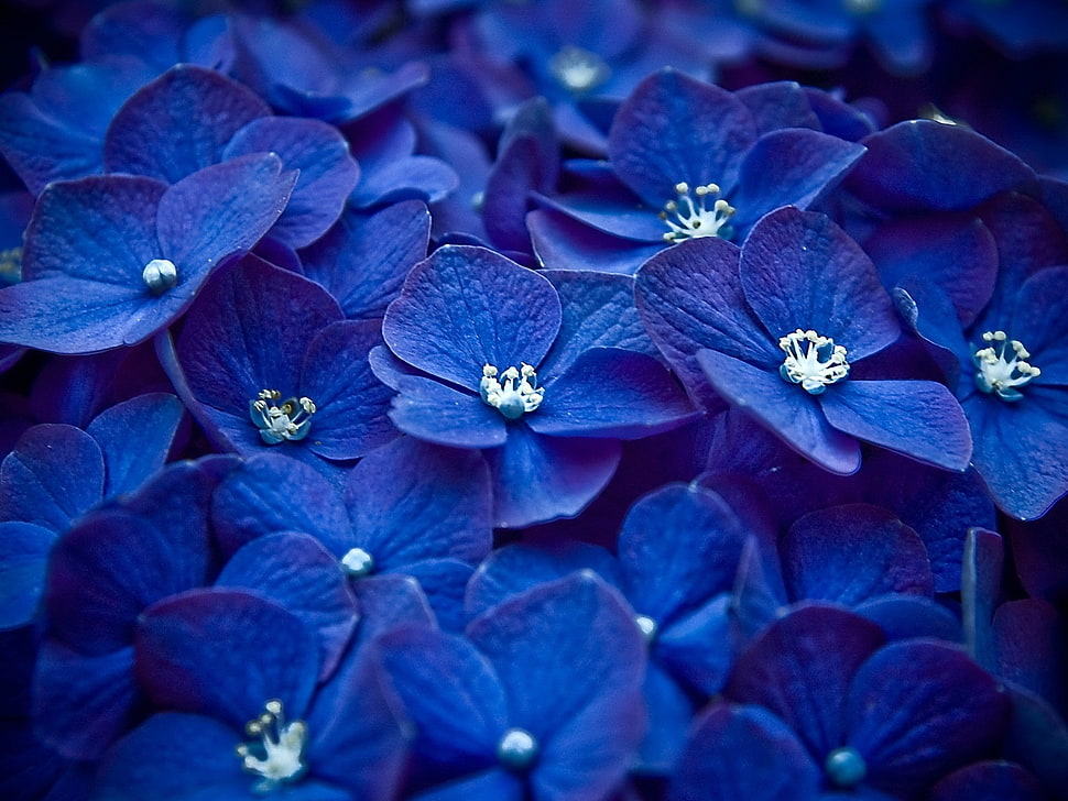 blue 4-petaled flower pile photo HD wallpaper