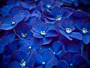 blue 4-petaled flower pile photo