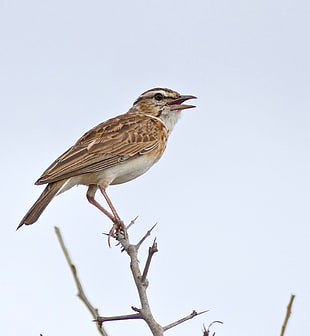 brown bird perching on branch during daytime, lark