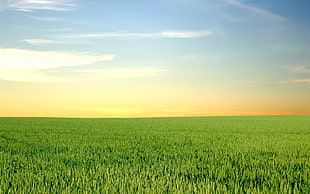 grass field, landscape, field, sky