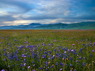 purple flower field under blue sky