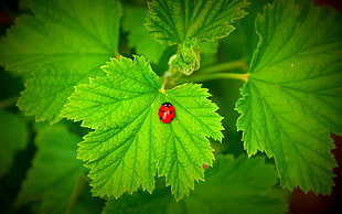 red ladybug perched on green leaf in closeup photo