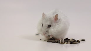 white mouse eating seed
