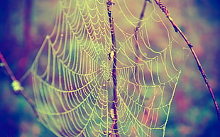 macro photography of spider web