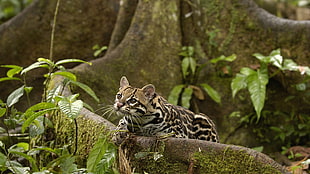 leopard cat on brown tree HD wallpaper
