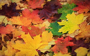 maple leaves, nature HD wallpaper