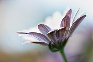 close-up photo of pink petaled flower, crazy daisy